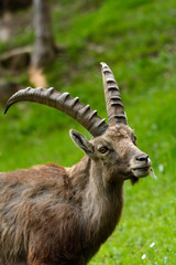 Stambecco delle Alpi - Capra Ibex