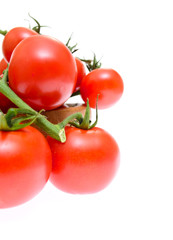 Branch of tomatoes isolated on white background