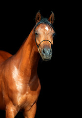 portrait of wonderful bay  arabian mare