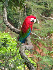 Beautiful wild red macaw, seen at Buraco das Araras (Macaws Hole