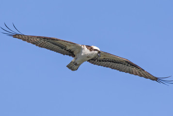 Osprey with wings spread.