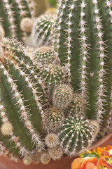 Close up of cactus.