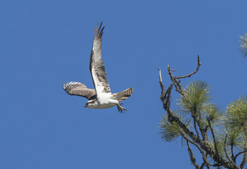 Osprey takes off from branch.
