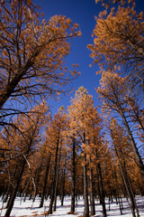 Fototapeta premium Bryce Canyon Forest in Winter - Utah, USA