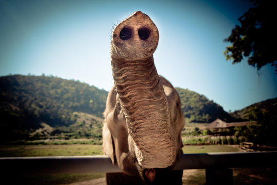 Elephant In Sanctuary