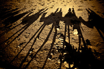 Camel shadows in the Desert