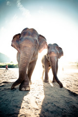 Fototapeta na wymiar Elephant in Sanctuary
