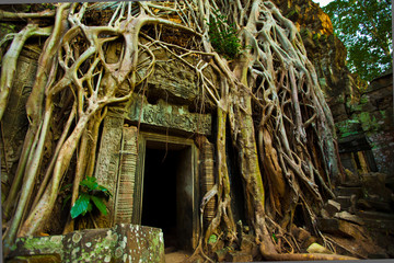 Ta Prohm at Angkor Wat, Cambodia - 64735961