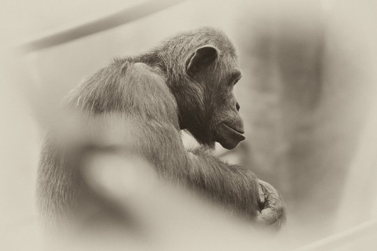 Chimpanzee Sitting on  Branch