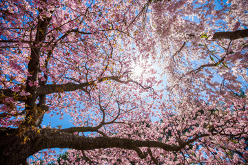Cherry Blossom Blooms