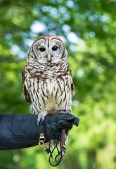 Barred Owl (Strix varia)