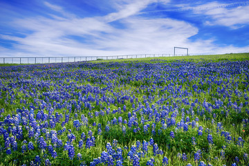 Naklejka premium Texas Bluebonnet field in bloom
