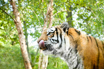 Bengal Tiger