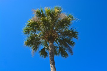 Fototapeta premium Palm tree