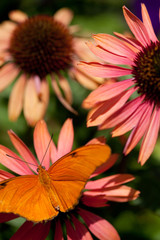 Julia Heliconian on Pink Flowers