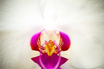 Moon Orchid - Phalaenopsis amabilis