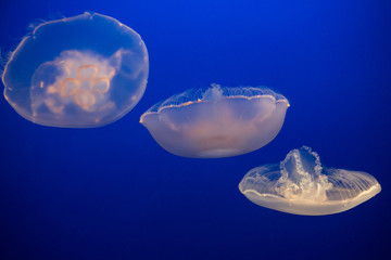 Naklejka premium Aurelia labiata - moon Jellyfish
