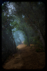 Obraz premium Big Sur Redwood Forest Misty Trail