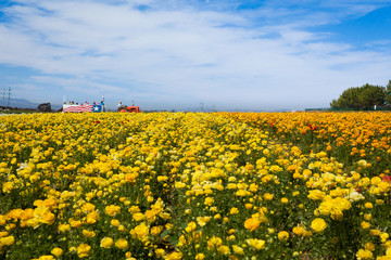 Flower Field - Carlsbad, California, USA - 64736997