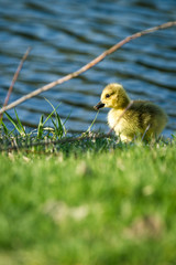 baby gosling