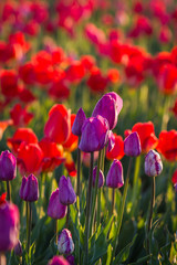 Fototapeta premium tulip farm in oregon
