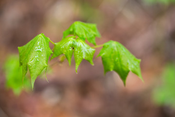 雨上がりの葉