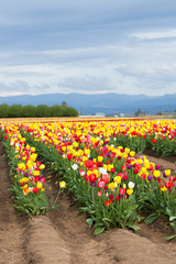 Fototapeta na wymiar Rows of Tulips