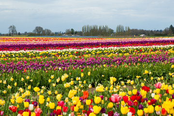 Tulip Farm