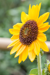 Beautiful sunflower