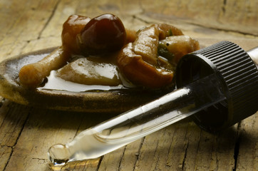 Fototapeta premium Grzyby грибы hongos funghi mushrooms beacáin