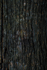 Surface of the tree in nature