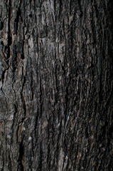 Surface of the tree in nature