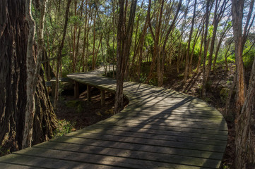 Raised walkway Melbourne Botanical Gardens Landscape