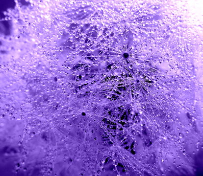 Wet Dandelion Supermacro Background