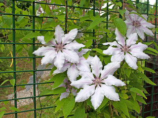 Clematis