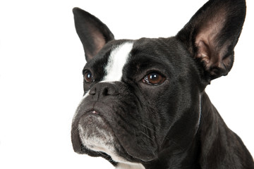 Portrait of a French Bulldog