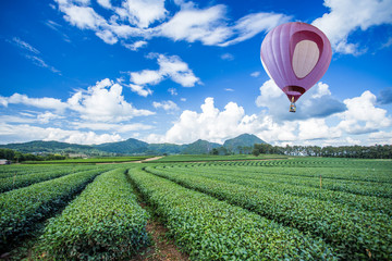 Hot air balloon over tea plantation with blue sky background