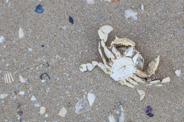 Dry dead crabs on the beach