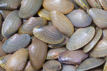 The stack of fresh clams