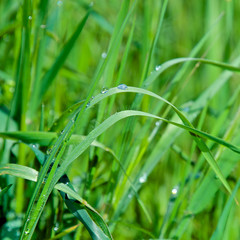 Tufts of grass, Italy