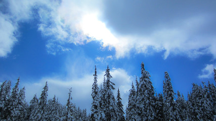 Snow on evergreens below brilliant blue sky.