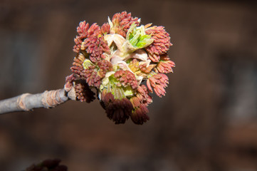 Flowering Maple
