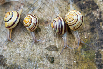 snail racing