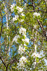 Flowers of the Apple-tree after the rain