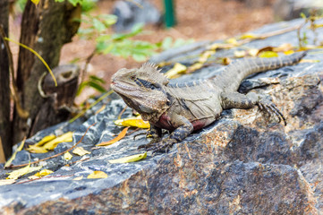 Water Dragon on rock