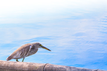 Javan Pond-Heron Ardeola speciosa  Asia Thailand 