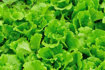 green lettuce plants grow in vegetable garden 