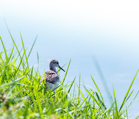 wood sandpiper  Tringa glareola  bird 