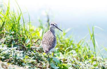 wood sandpiper  Tringa glareola  bird 