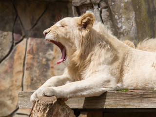 Female African white lion yawning